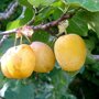 Pruimenboom 'Reine Claude d'Oullins' leivorm laag (zelfbestuivend) pruimen